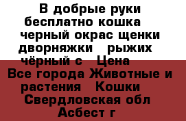 В добрые руки бесплатно,кошка,2.5черный окрас,щенки дворняжки,3 рыжих 1 чёрный,с › Цена ­ - - Все города Животные и растения » Кошки   . Свердловская обл.,Асбест г.